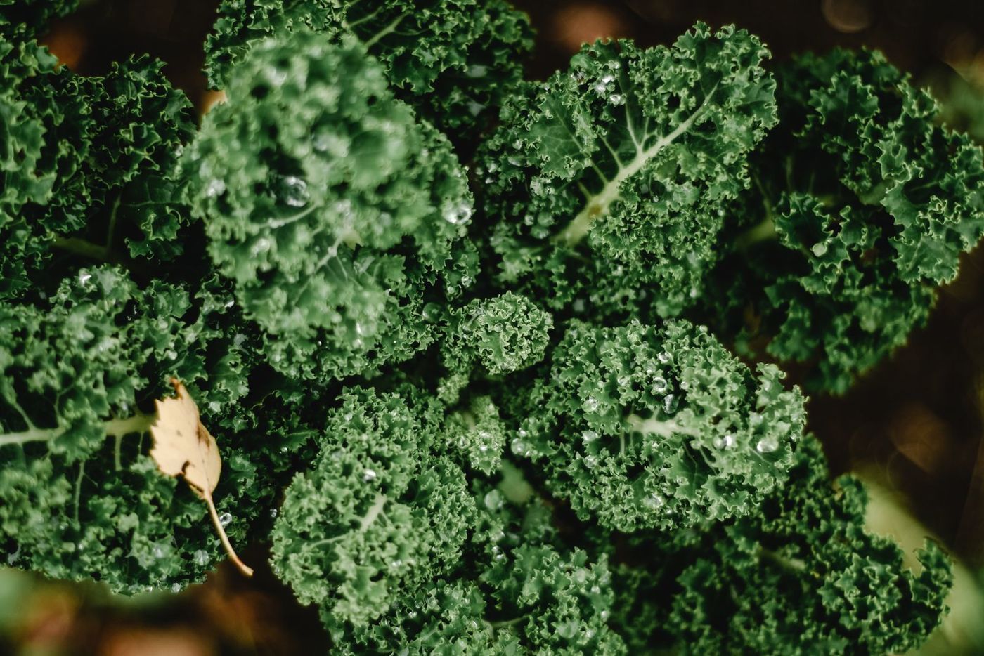 เคล (Kale) ผักใบเขียวที่ใครๆ ก็พูดถึง มีอะไรดี กินยังไงให้อร่อย